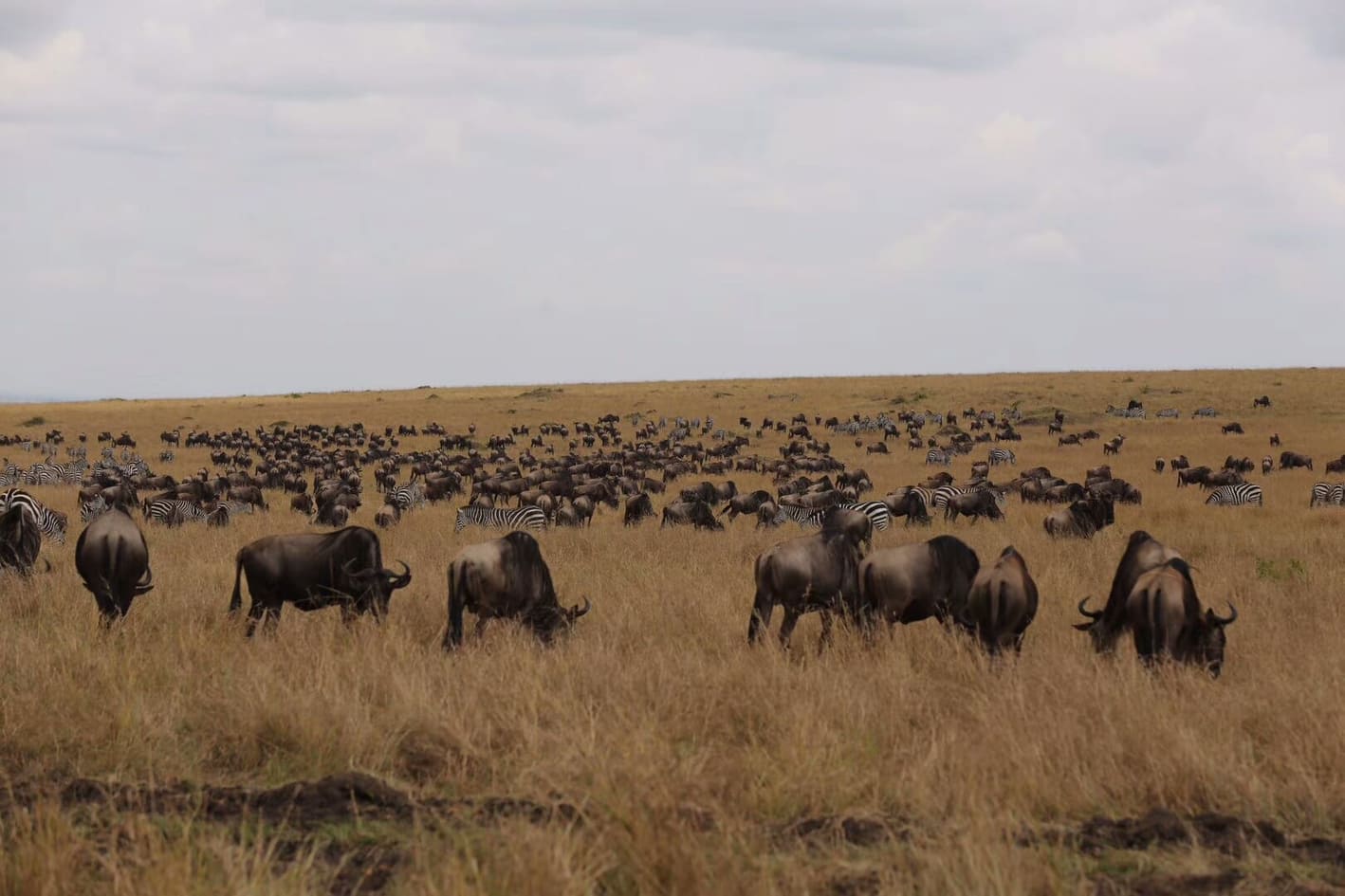 JoLo Royal Trek & Safaris 2