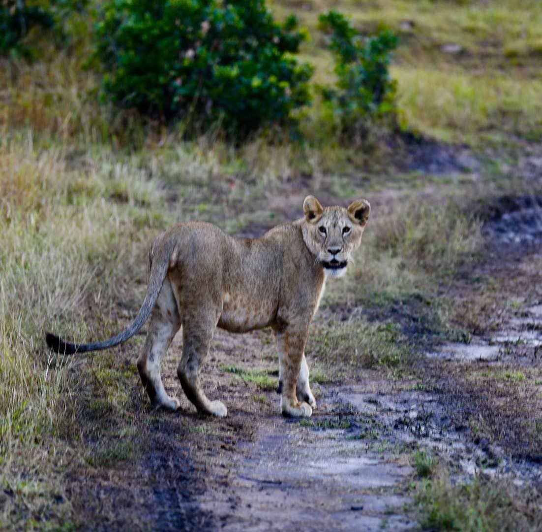 JoLo Royal Trek & Safaris 3