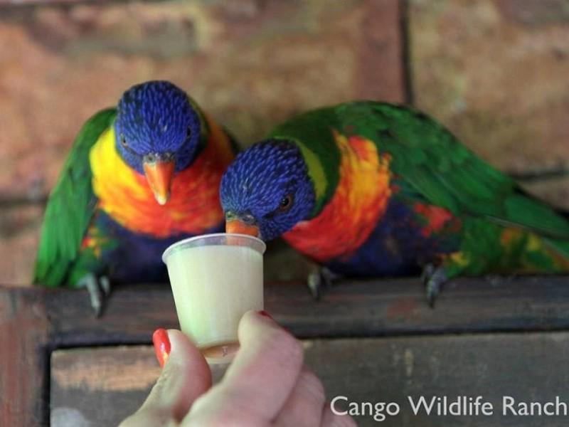 Cango Wildlife Ranch 4