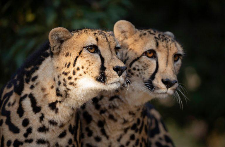 Hoedspruit Endangered Species Centre 5