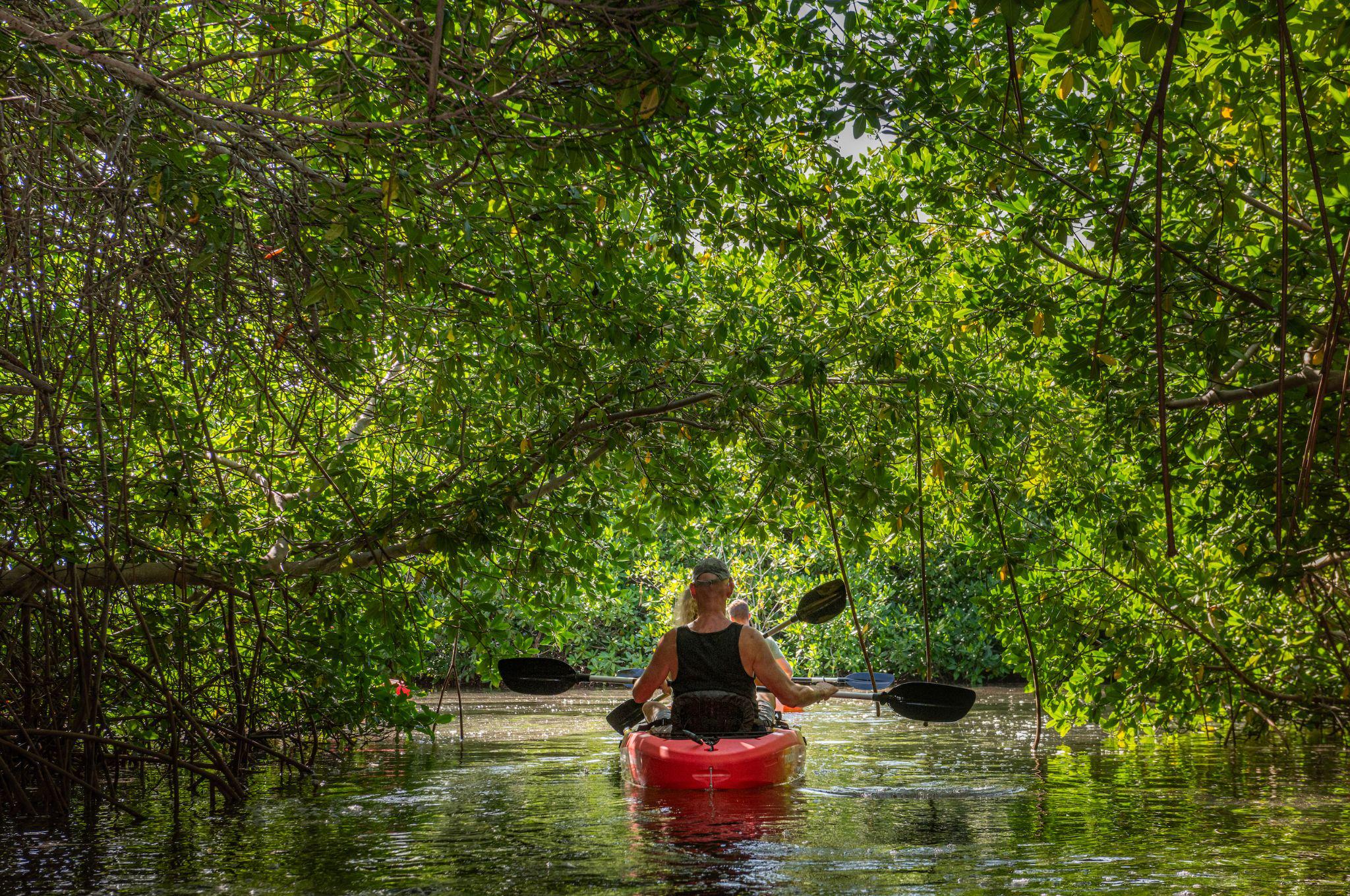 Mangrove Information Center 5