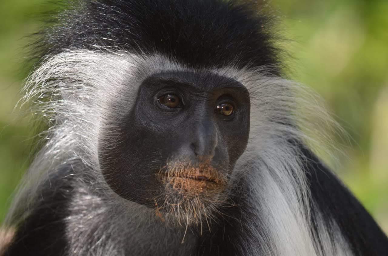 Colobus Conservation Centre 3
