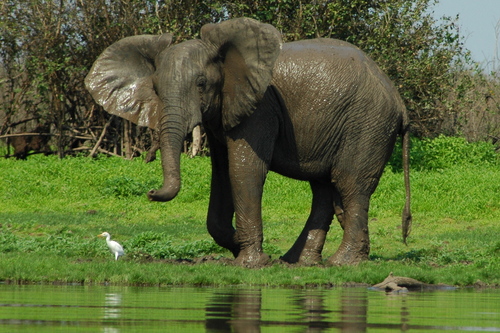Go East Africa Safaris 1