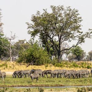 Okavango Horse Safaris 3