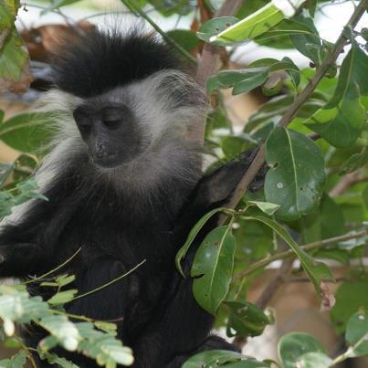 Colobus Conservation Centre 2