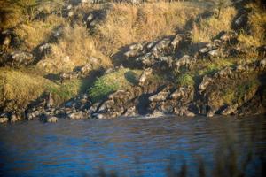 Serengeti Migration Safari