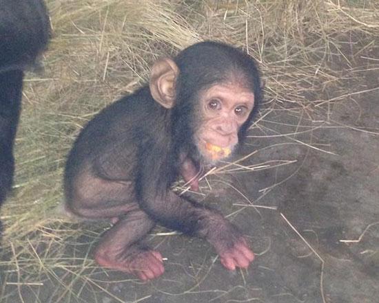 Chimp Eden