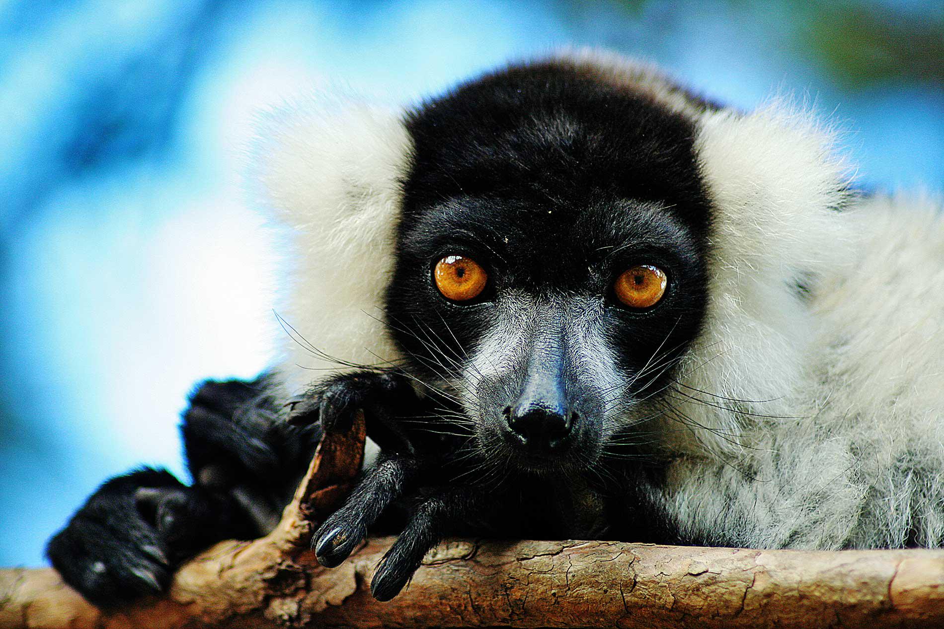 Lemurs' Park
