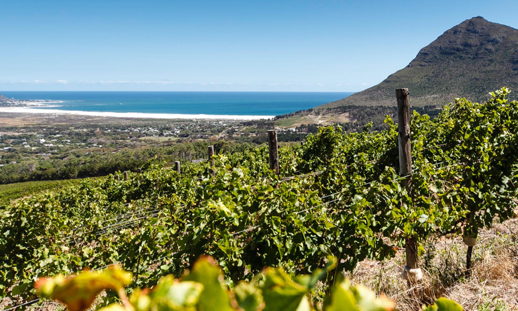 Cape Point Vineyards