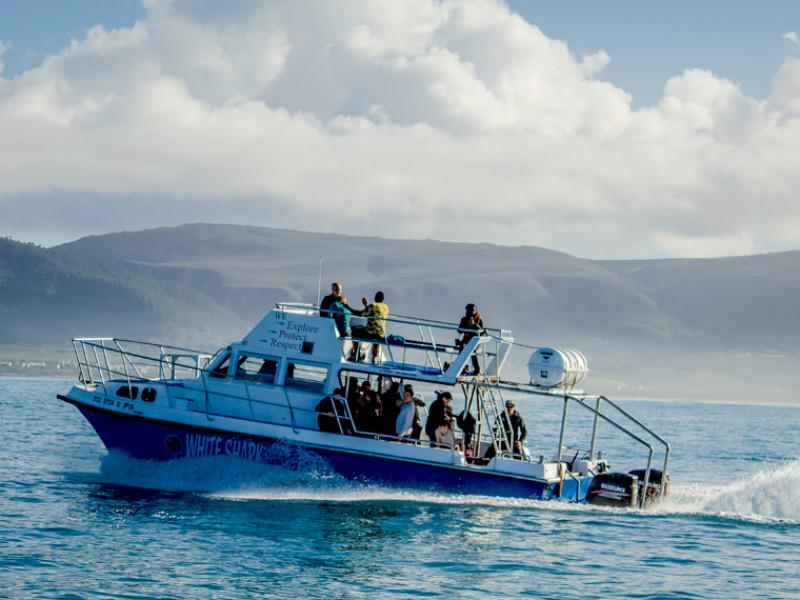 White Shark Diving Company 3