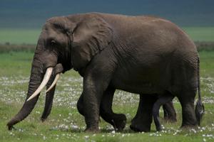 Ngorongoro Crater Safari