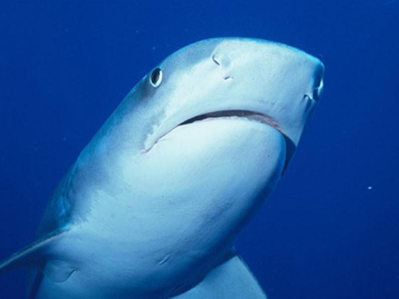 Dive The Big 5