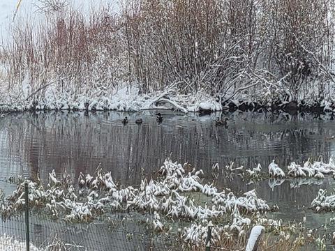 Sulphur Springs 4