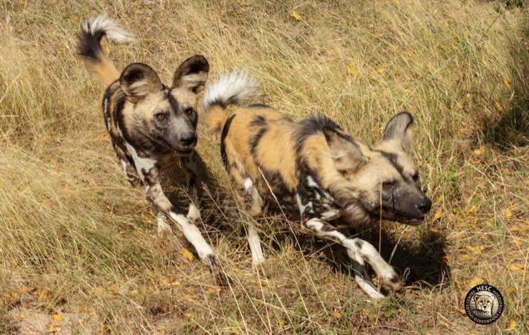Hoedspruit Endangered Species Centre 4