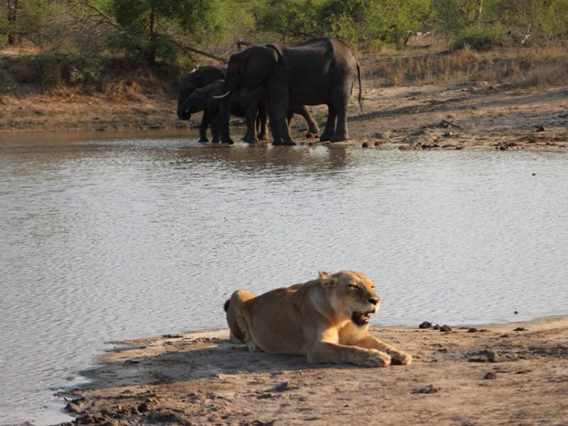 Gomo Gomo Game Lodge