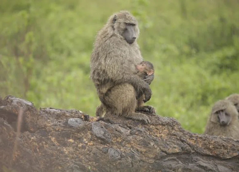 Lake Manyara National Park 4