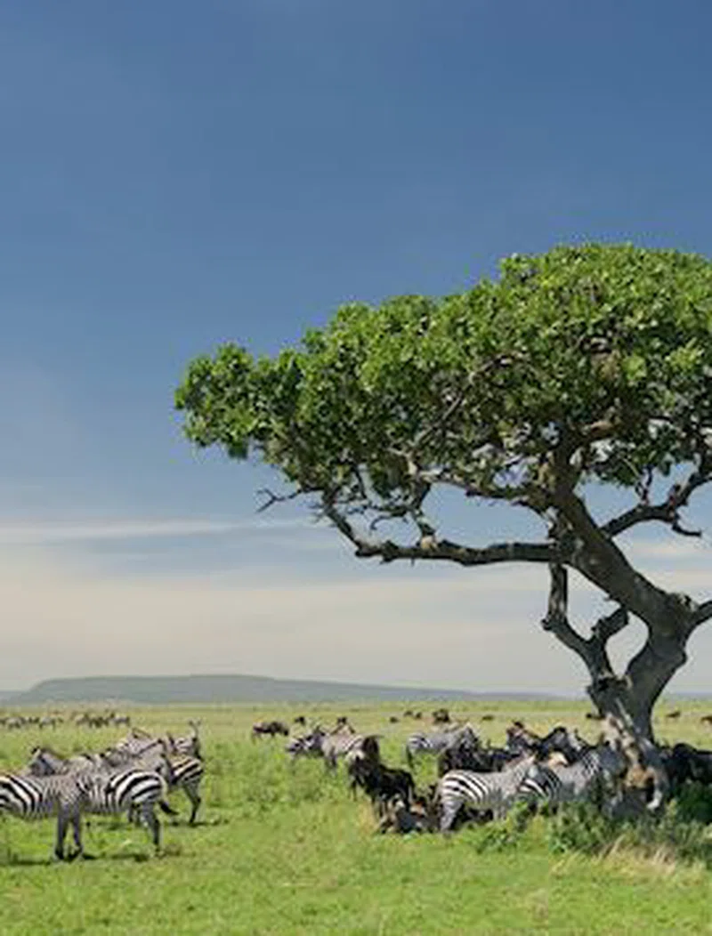Serengeti National Park Tanzania 5