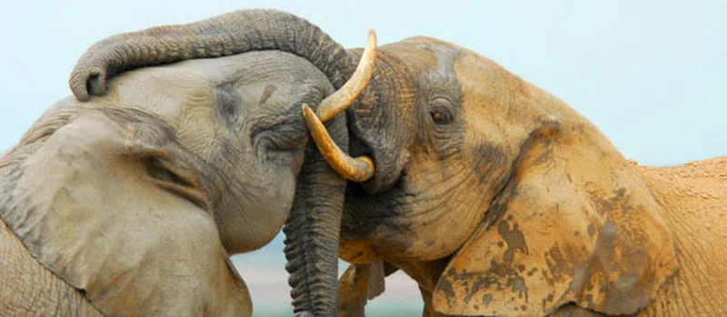Addo Elephant National Park 3