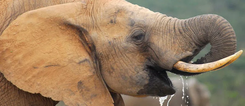 Addo Elephant National Park 4