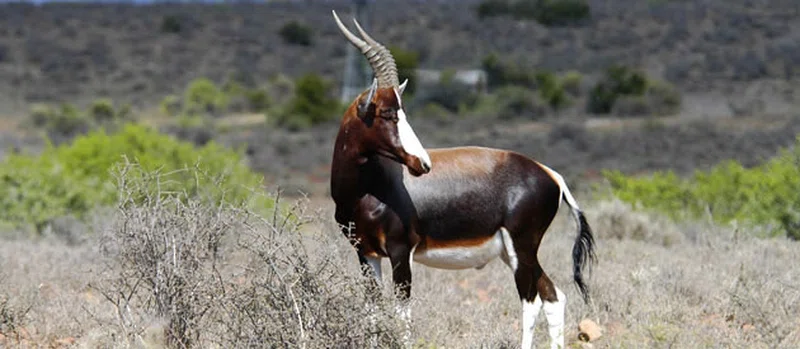 Addo Elephant National Park 2