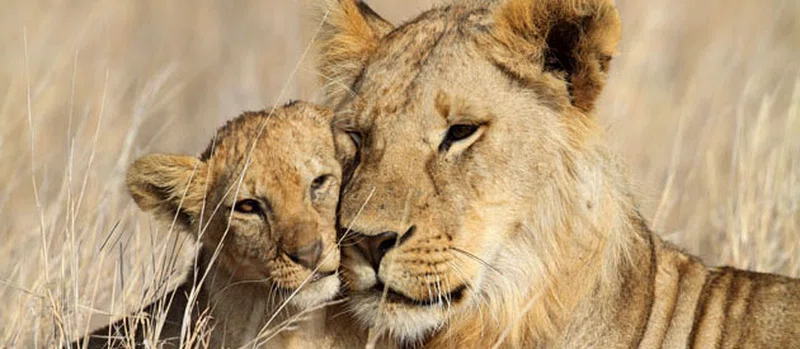 Addo Elephant National Park 5