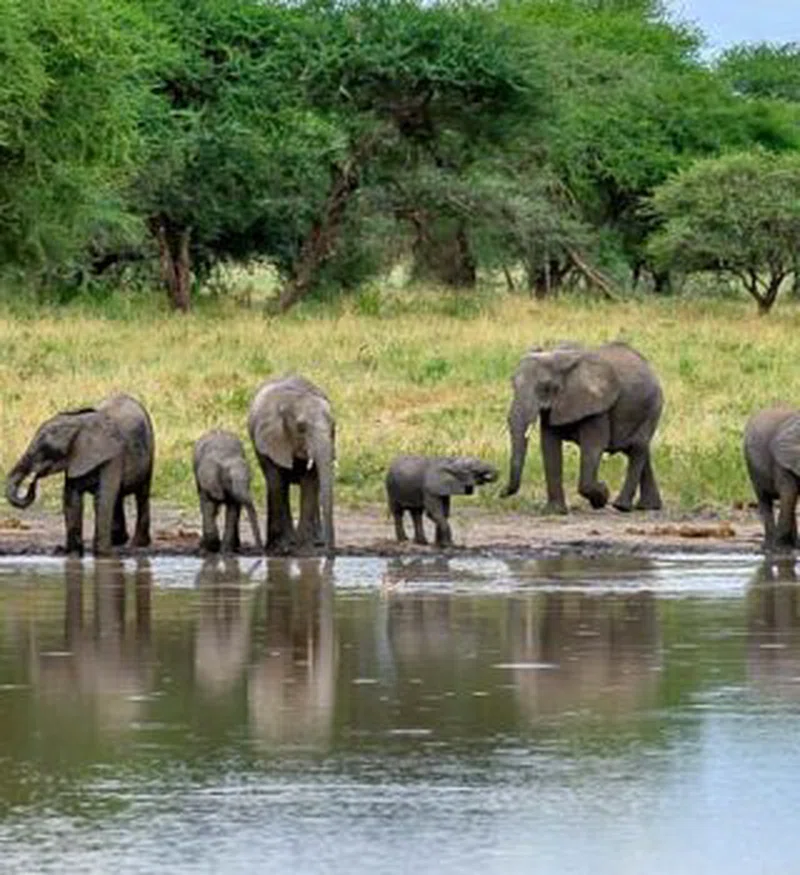 Tarangire National Park 4
