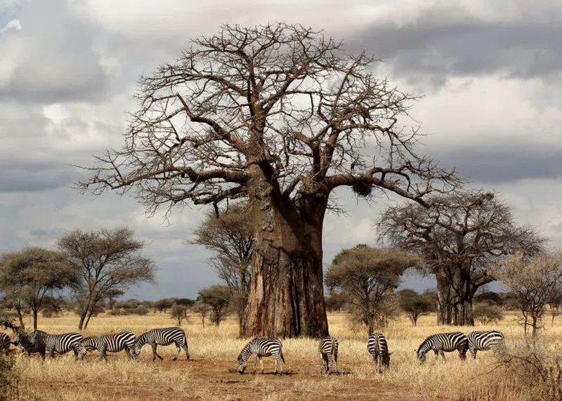 Tarangire National Park 2