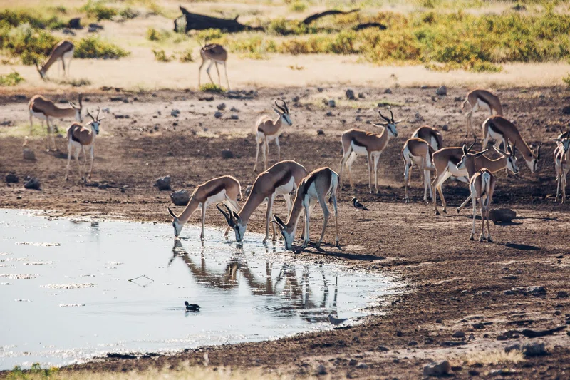 Etosha National Park 4