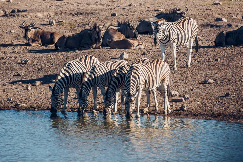 Etosha National Park 3