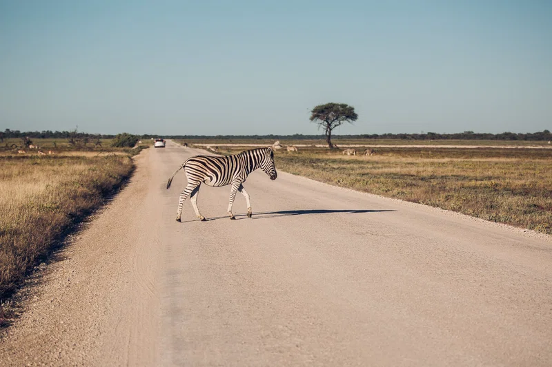 Etosha National Park 2