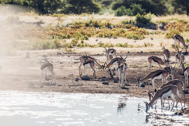 Etosha National Park 5