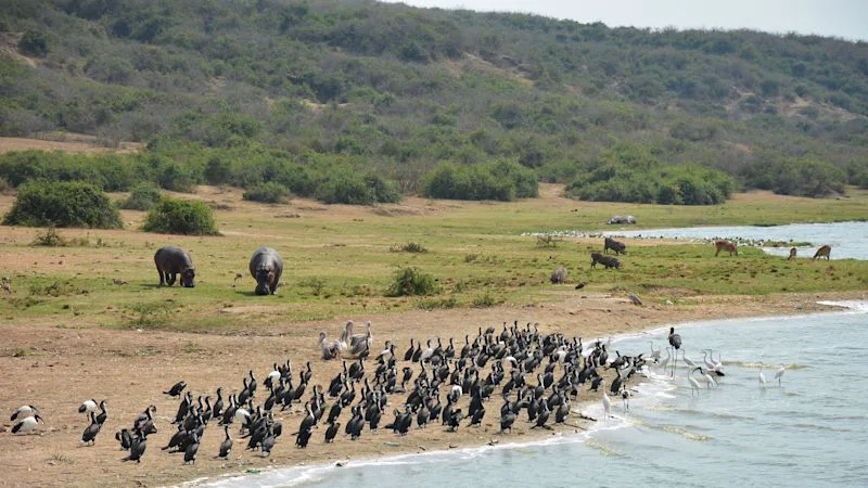 Queen Elizabeth National Park 4