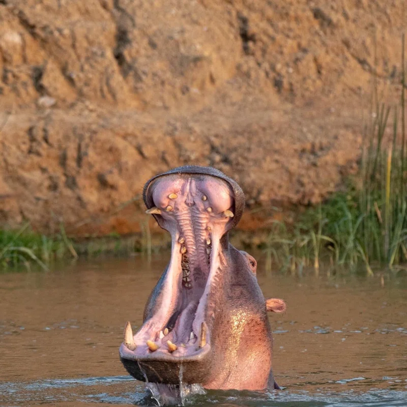 Murchison Falls National Park 2