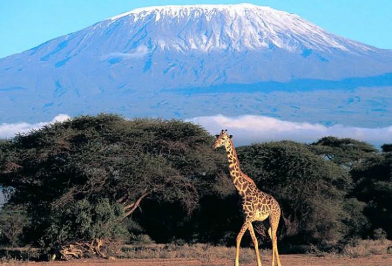 Mount Kilimanjaro National Park 2