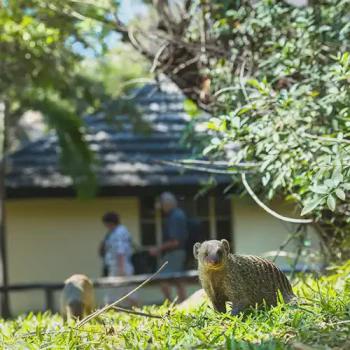 Kubu Lodge, Chobe