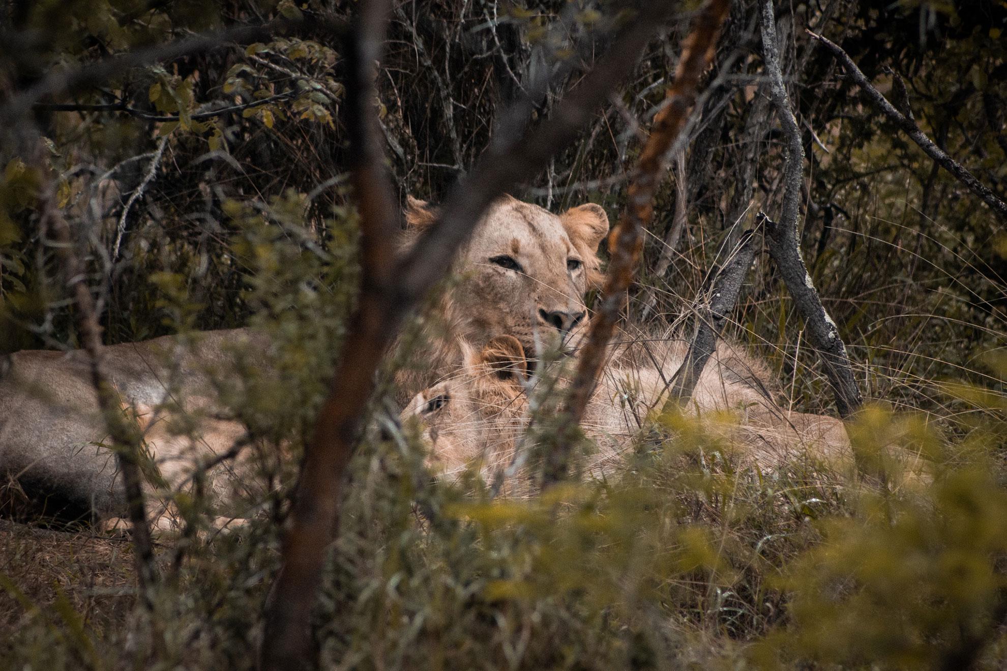 Tshukudu Game Lodge