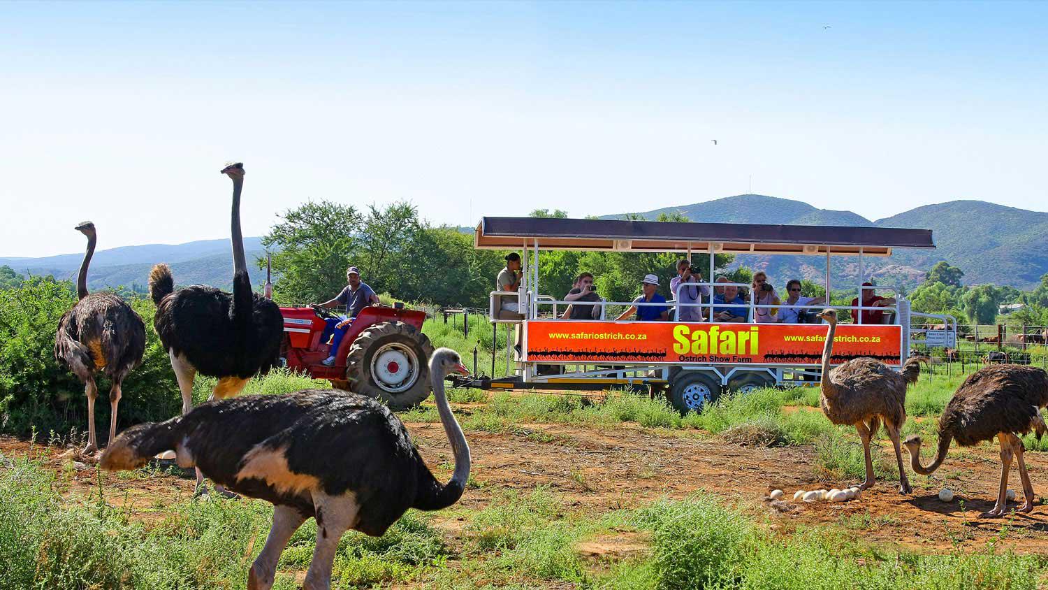 Safari Ostrich Show Farm