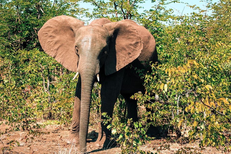Cuckoo Safaris 3