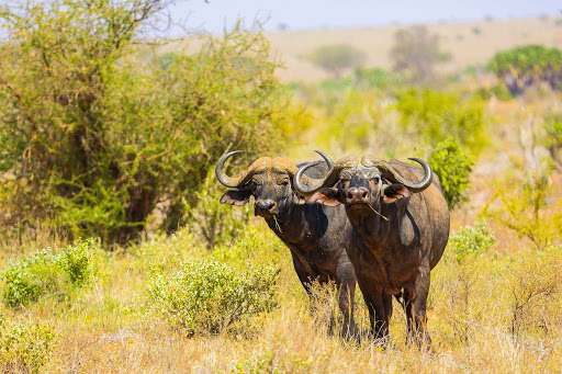 Absolute Adventure Safaris 1