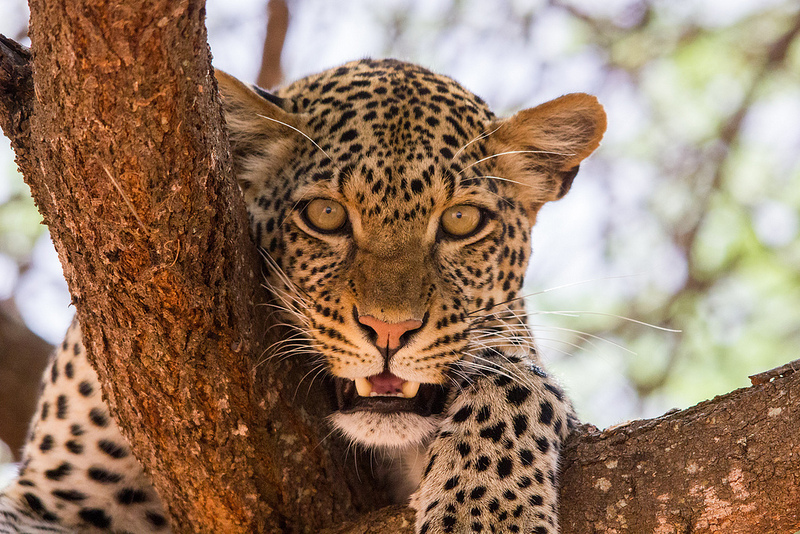 Go East Africa Safaris 4