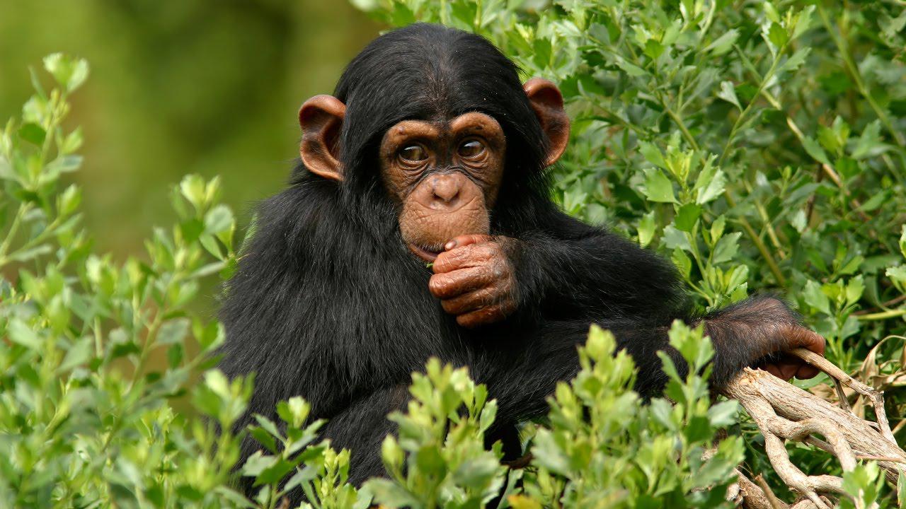 Ngamba Island Chimpanzee Sanctuary
