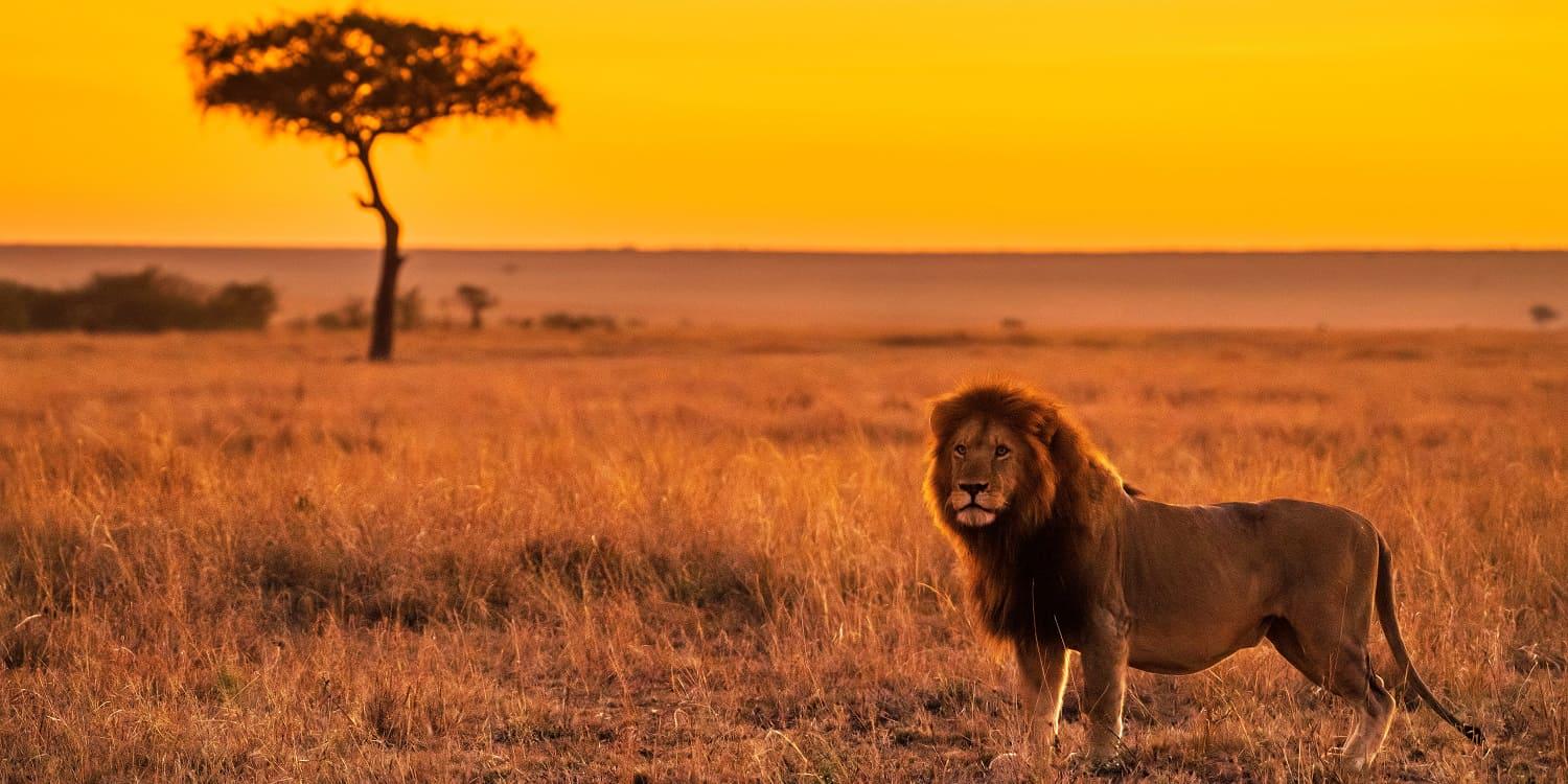 Masai Mara National Reserve