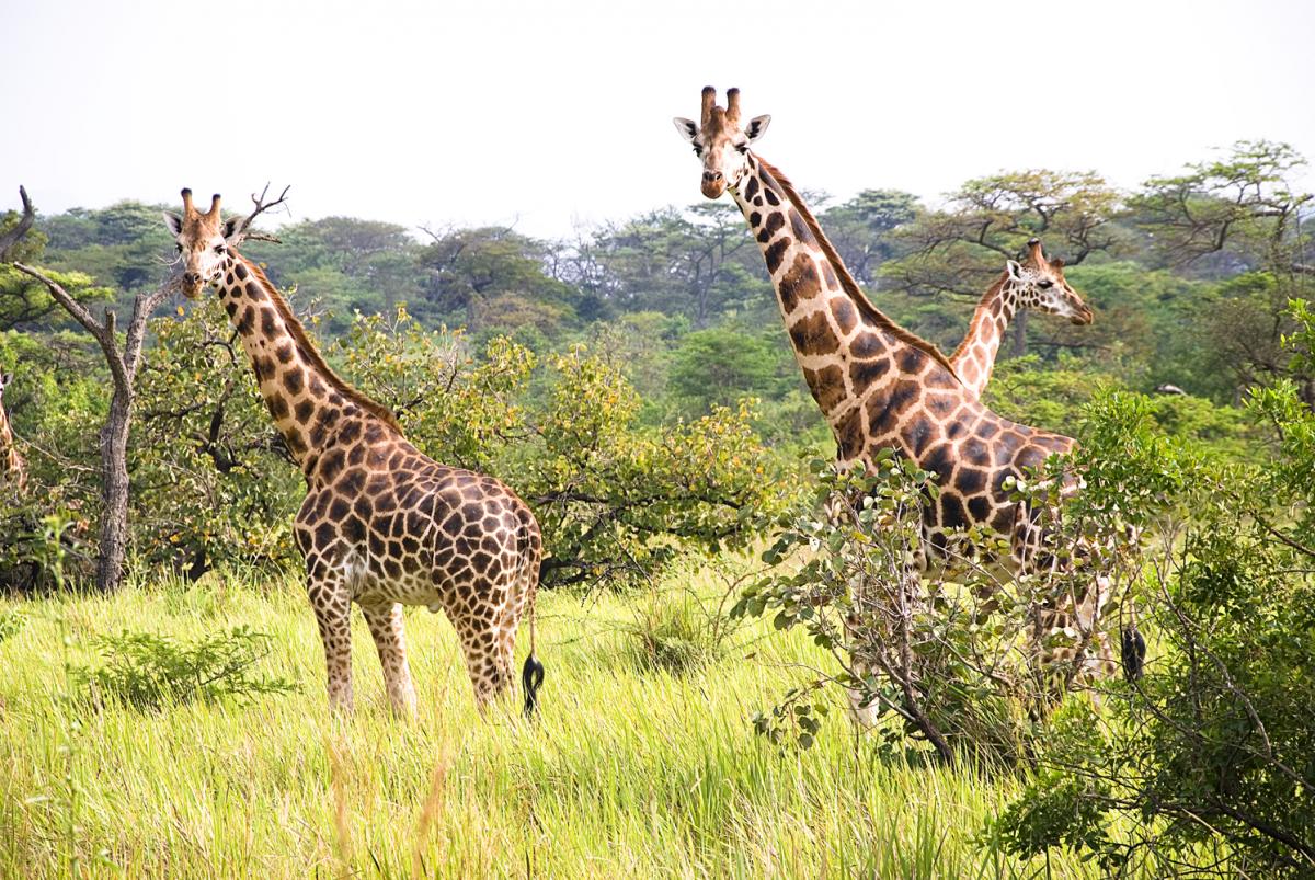 Go East Africa Safaris 5