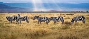 Tanzania Safari Tours