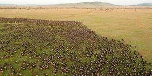 Wildebeest Migration Safari Masai Mara