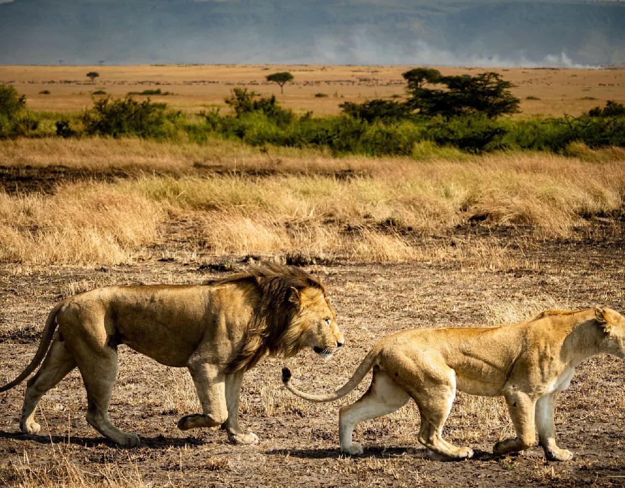 2 Days/1 Night Nyerere National Park Safari 4