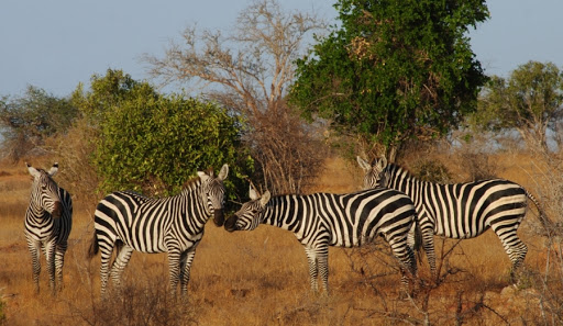 Absolute Adventure Safaris 5