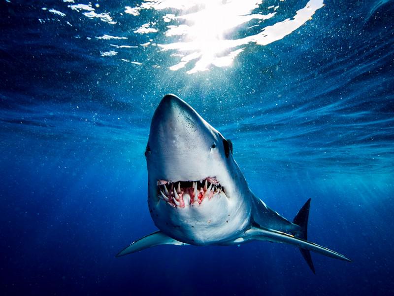 False Bay White Shark Adventures 3