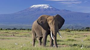 Kenya Safari Holiday Tours