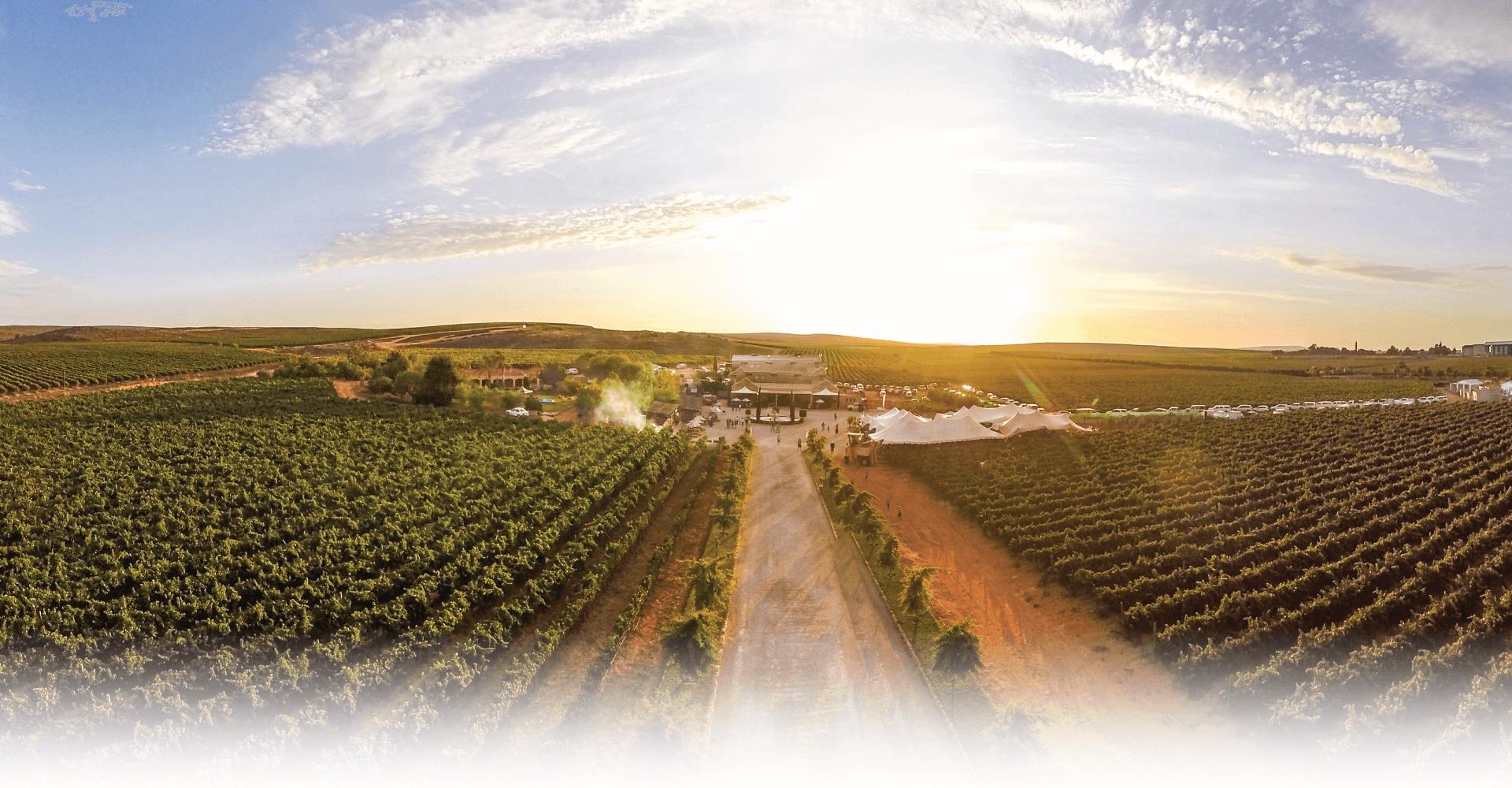 Teubes Family Wines